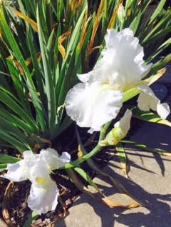 Screen Shot 2017-09-22 at 9.40.44 PM